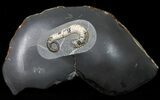 Heteromorph (Acrioceras) Ammonite - Russia #50761-1